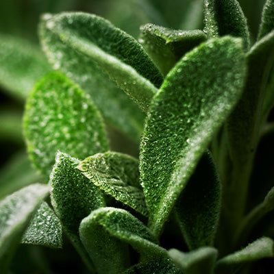 Sage Leaf Extract
