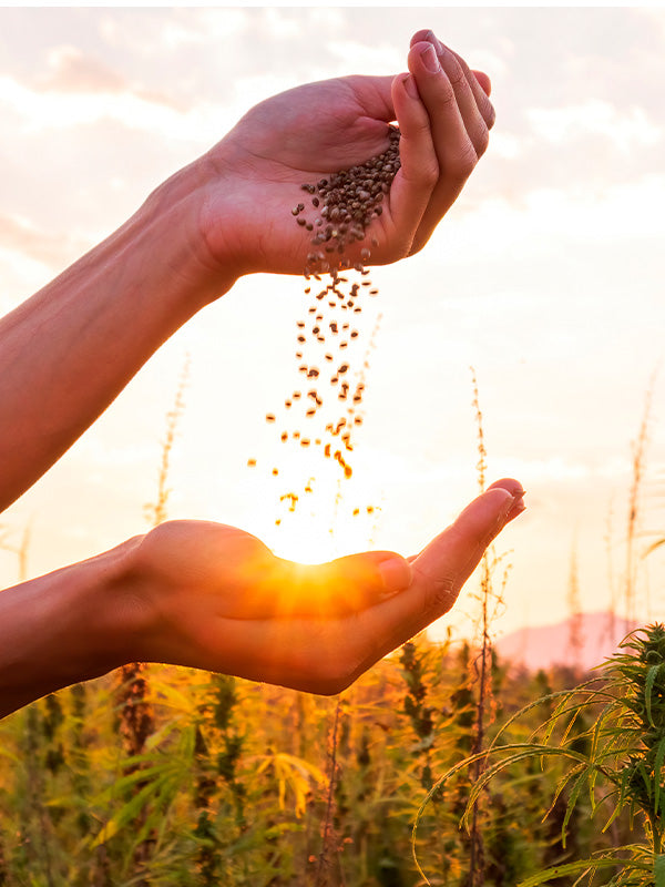 Sool Cbd Products
